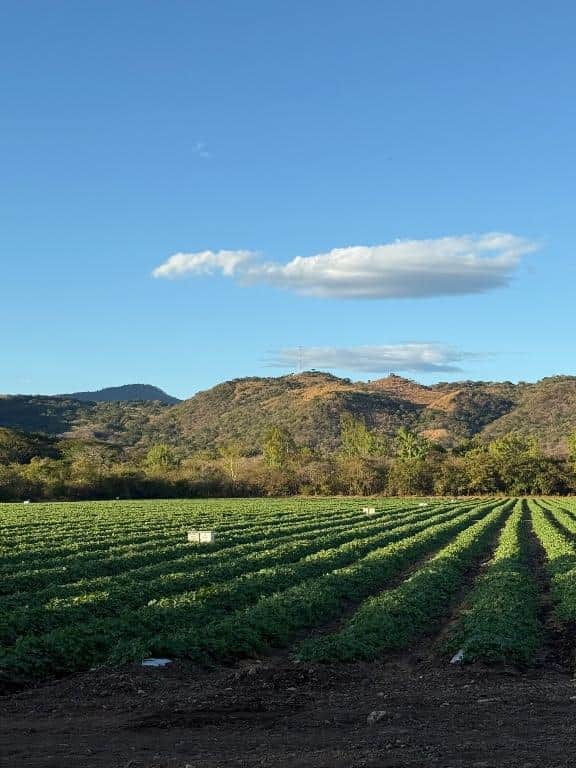 Rento 35 manzanas de tierra en Asuncion mita Jutiapa