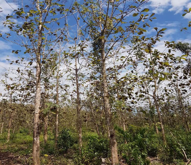 Finca en venta Peten
