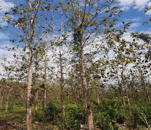 Terreno en venta en Petén