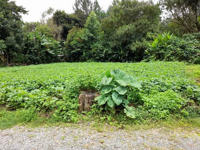 Terreno en venta en Santa Cruz Verapaz, Alta Verapaz